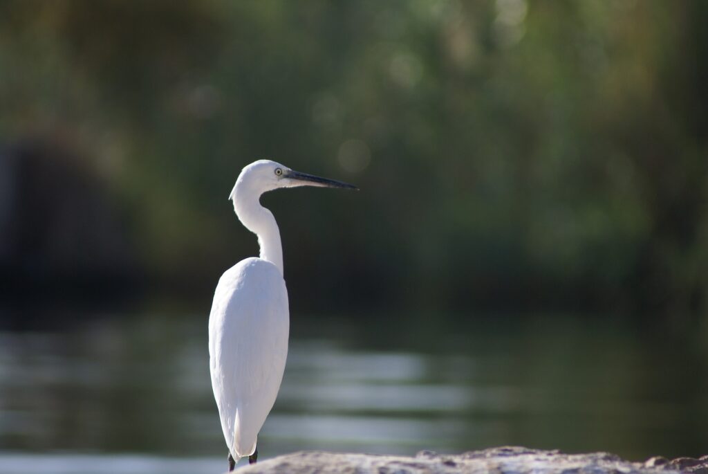 Tierwelt